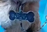 Pendentif Énergie Quantique pour Animaux — Protection & Bien-être Vibratoire